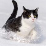 LV国际H5与社交媒体的联动营销策略 3ku3tfpjtc