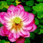 LV国际的客户体验与购物环境设计 7ugnmv56y5