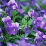 lv国际娱乐的水疗与养生项目:身心灵的全面呵护 jxqnq