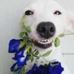 如何评估LV国际H5对品牌形象的影响 v3jwvjsqm