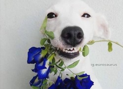 如何评估LV国际H5对品牌形象的影响