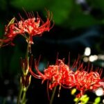 lv国际下载:畅享全球奢华品牌购物体验的最佳选择 yttjx