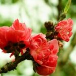 lv国际下载的会员制度及其福利介绍 zs54im2